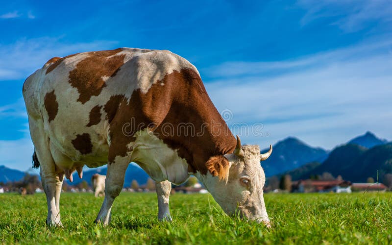 German Dairy Cattle In Field