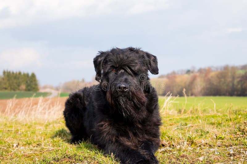 German Schnauzer, Deutscher Riesenschnauzer