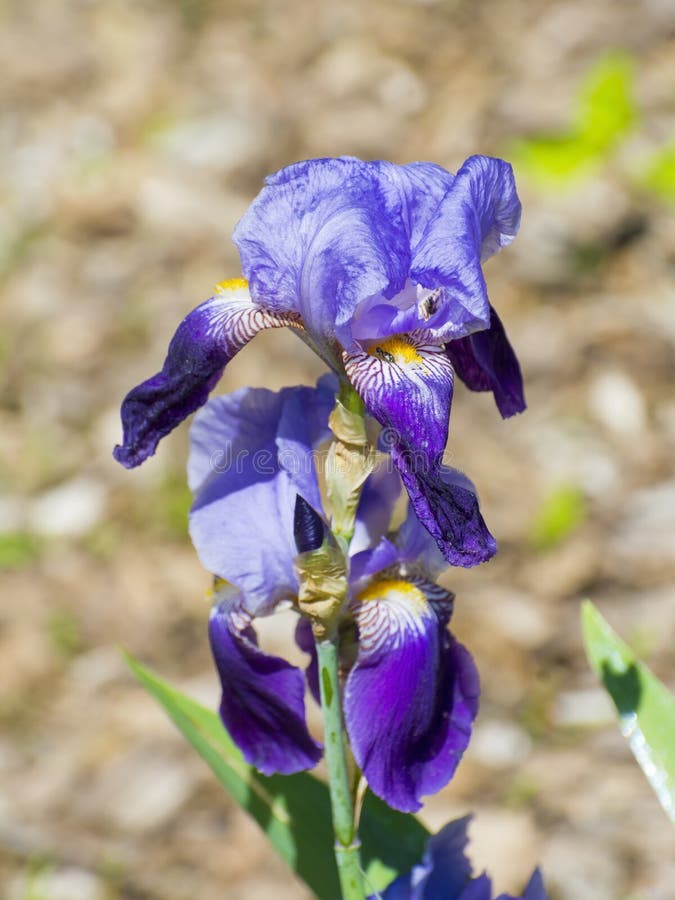 German Iris (Iris Germanica) Stock Photo Image of spring, plant 54124798