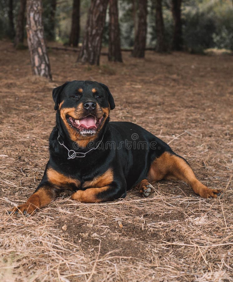 Are Rottweilers Good Hunting Dogs
