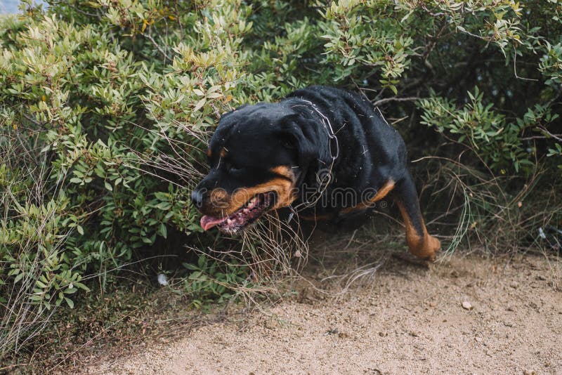 Are Rottweilers Hunting Dogs