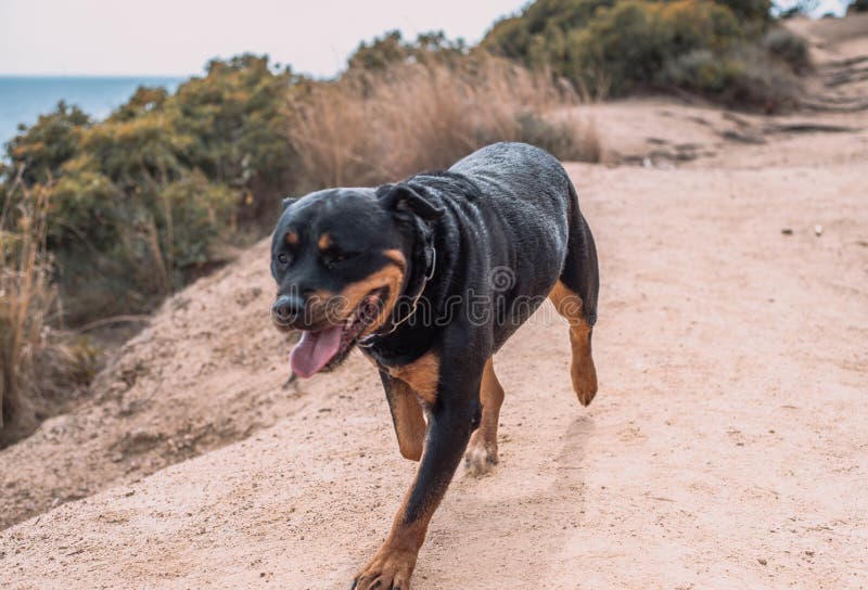 Are Rottweilers Good Hunting Dogs