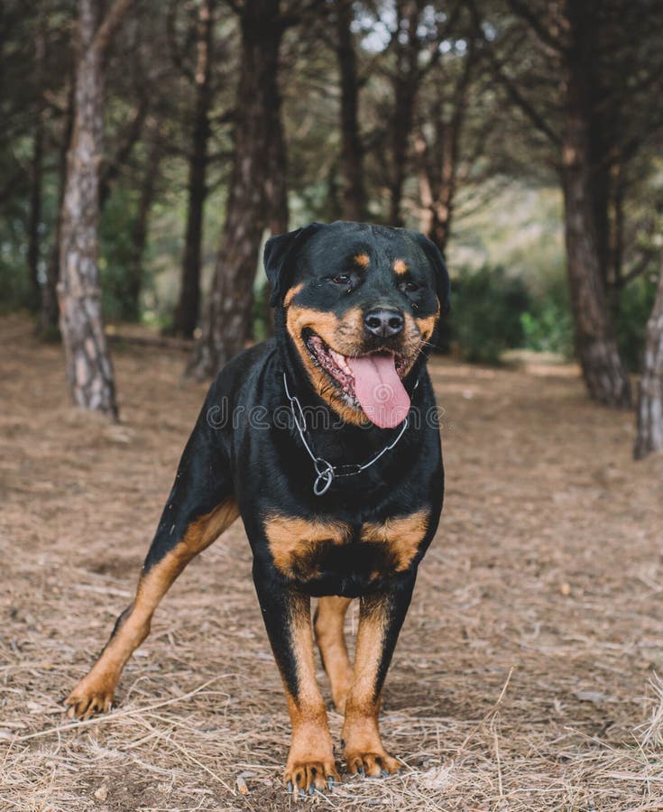 Are Rottweiler Good Hunting Dogs