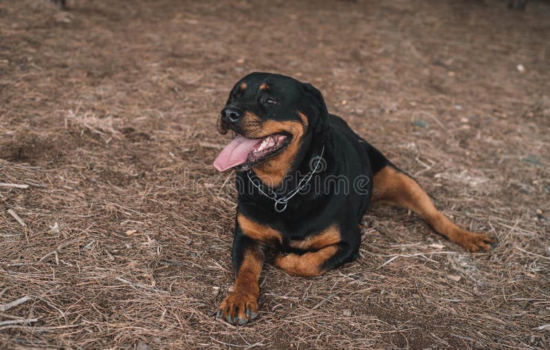 can a rottweiler be a hunting dog