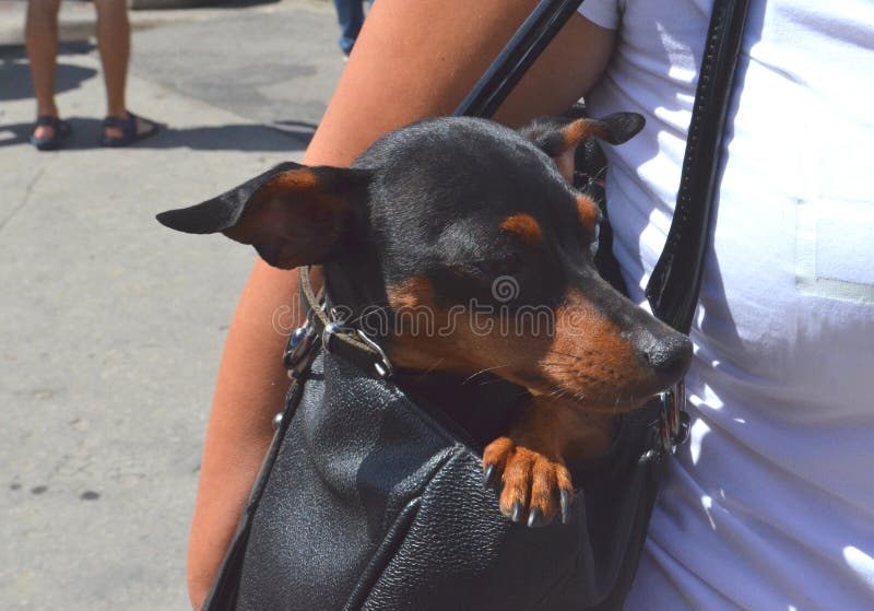 German miniature pinscher pet dog sitting hidden in its owner`s handbag on a busy city street