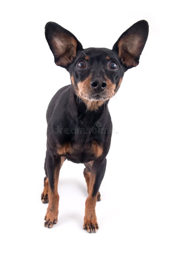 The German Pinscher stock photo. Image of mediumsized 98093400