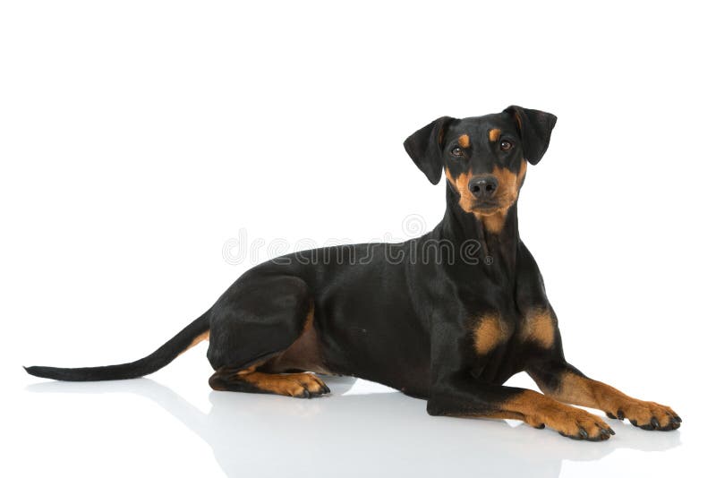 The German Pinscher stock photo. Image of front, german 98093400