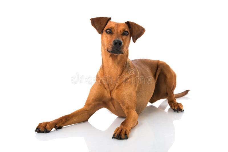 German pinscher dog stock image. Image of pinscher, full 41663535