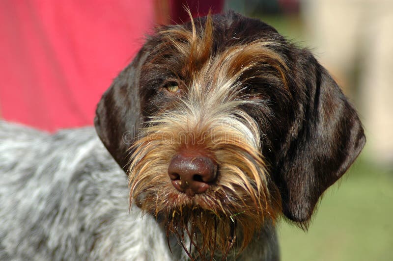 Hermoso Alemán el alambre cabello indicador el perro cabeza retrato lindo expresión en seguimiento próximo en.