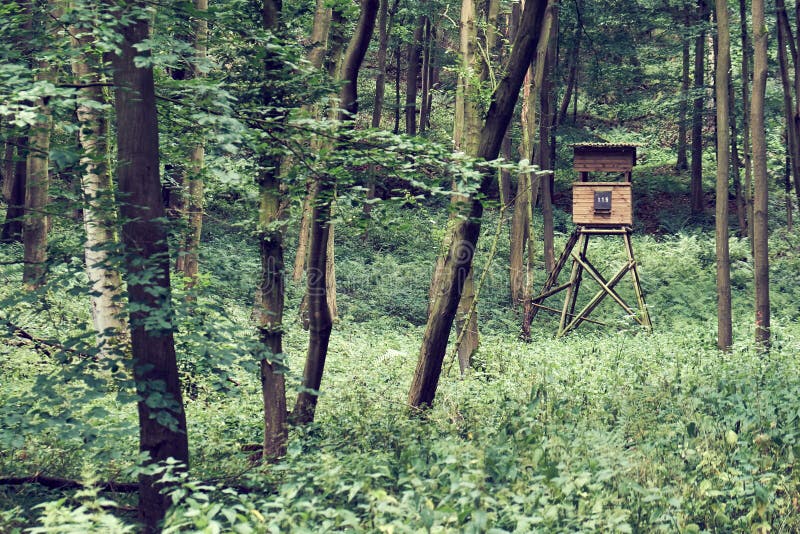 A german rangers high seat deep in the woods surrounded by trees in summer