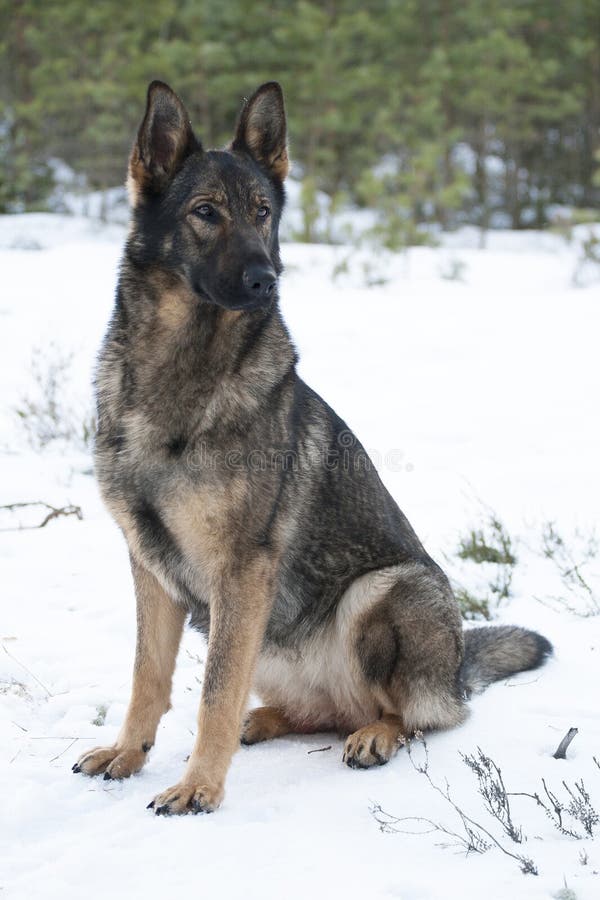 German sheepdog stock image. Image of winter, domestic - 29817949