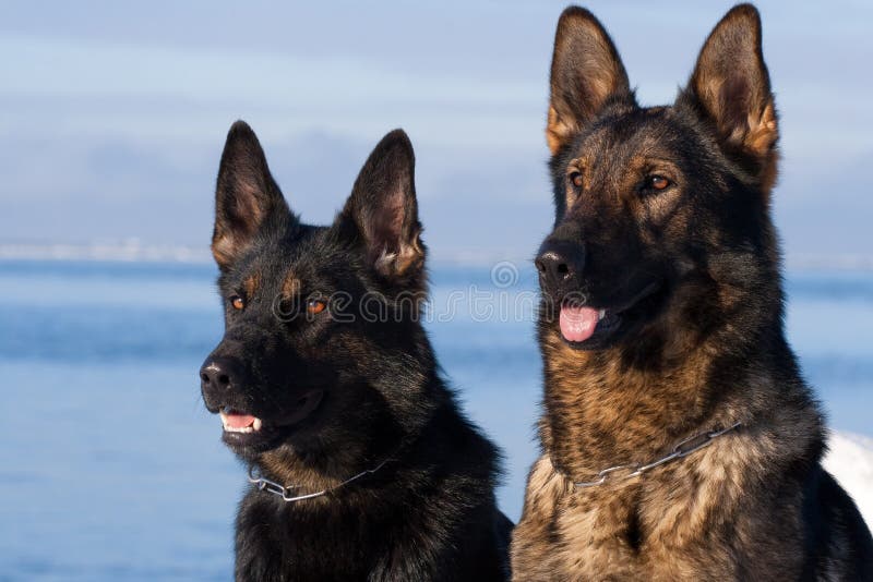 German Sheepdogs