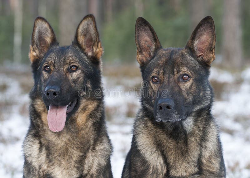 German sheepdogs portrait