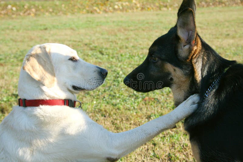 german chocolate lab