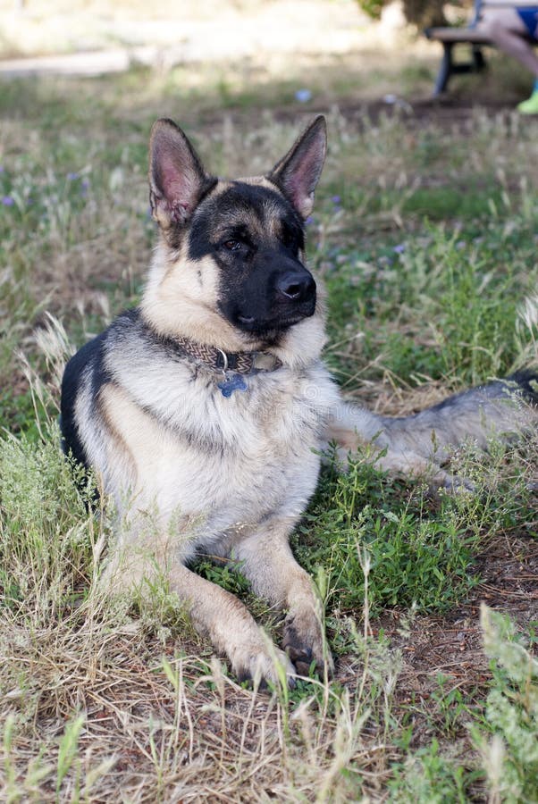 German Shepherd Laying Down Stock Image Image of grassy, canine 57394383