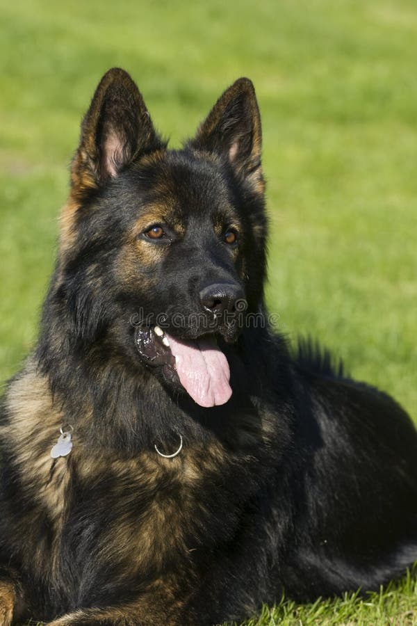 German Shepard Long Hair Portrait Stock Image - Image of canine, male: 15078621 German Shepard Long Hair Portrait Stock Image - Image of canine, male: 15078621