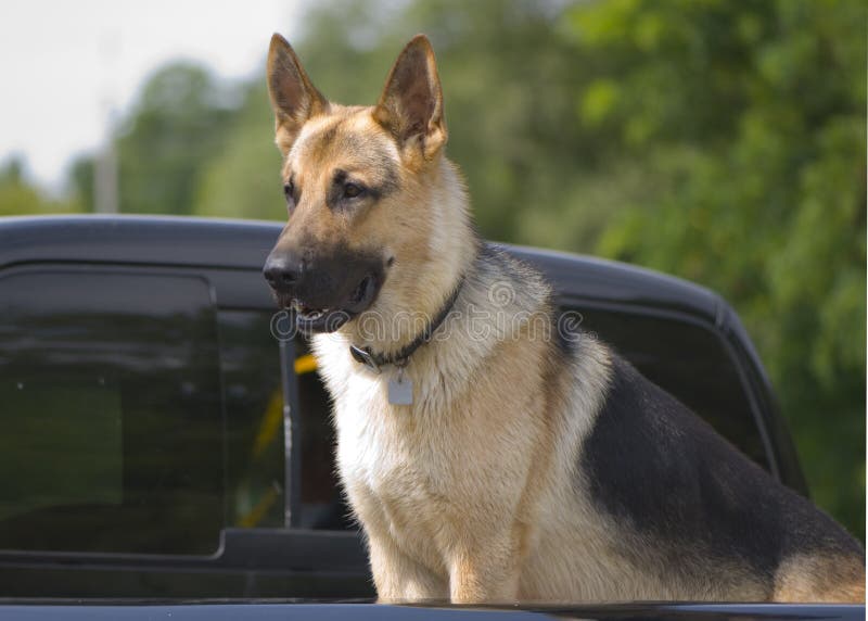 German Shepard Taking a Ride in the Truck Stock Photo - Image of ...