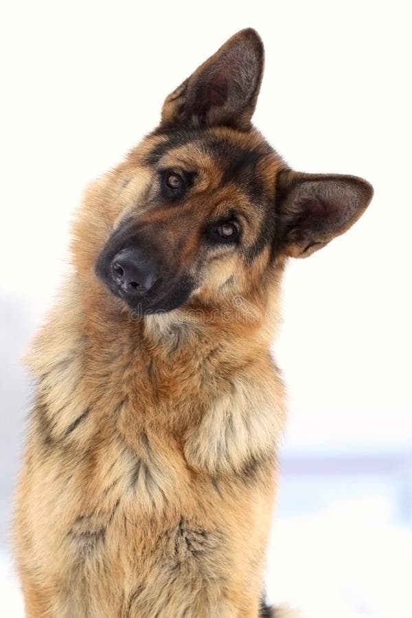 El perro Alemán con cuidado escucha.