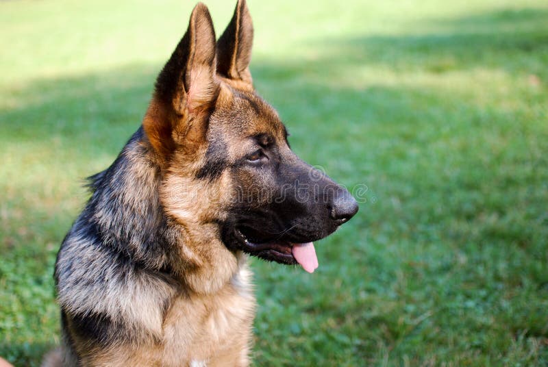 Are German Shepherds Really Affectionate