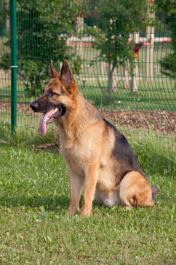 German Shepherd Sitting Images Download 6,622 Royalty Free Photos