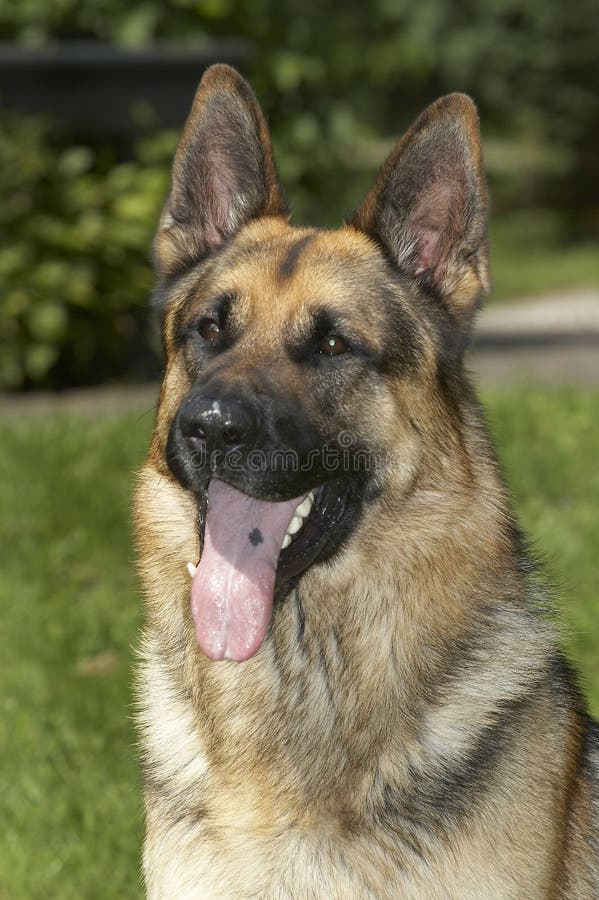 King shepherd akc cheap