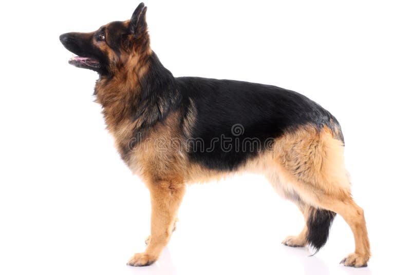 German shepherd stock photography