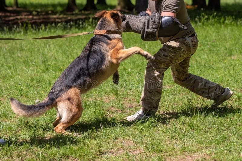 734 Dog Aggression Leash Stock Photos Free & RoyaltyFree Stock