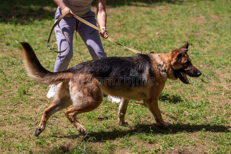German Shepherd Attacking Dog Handler during Aggression Training Stock