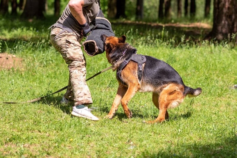 German Shepherd Attacking Dog Handler during Aggression Training. Stock