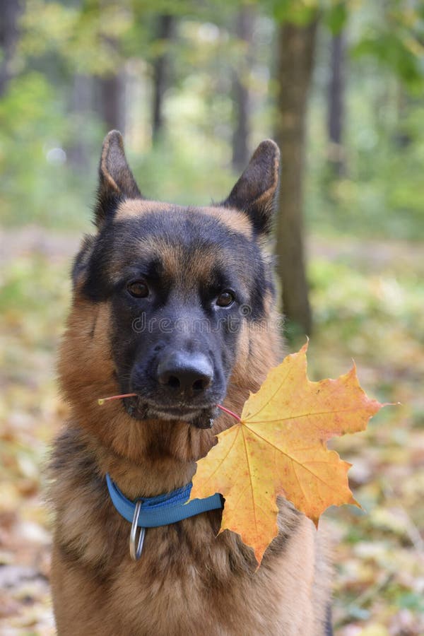 German Shepherd Autumn Dog Orange Black Big Yellow Green Stock Image ...