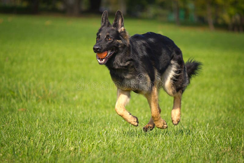 German Shepherd