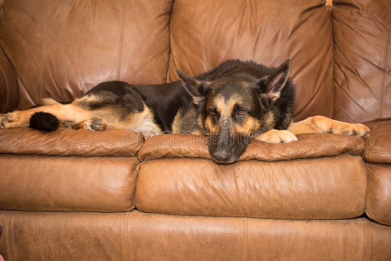 German Shepherd on couch stock photo. Image of domestic 85011142