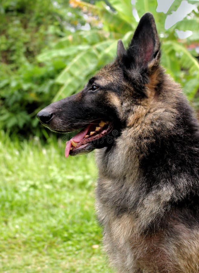 Lionshepherd Stock Photos Free & RoyaltyFree Stock Photos from