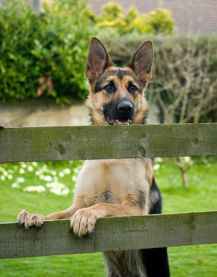 best fencing for german shepherd