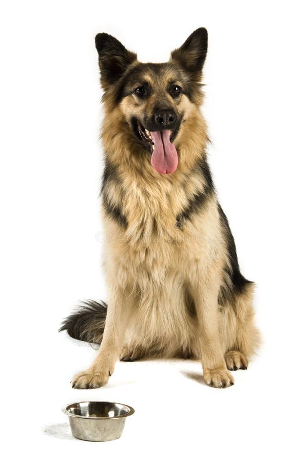 German Shepherd, 5 Years Old Stock Photo Image of panting, attentive