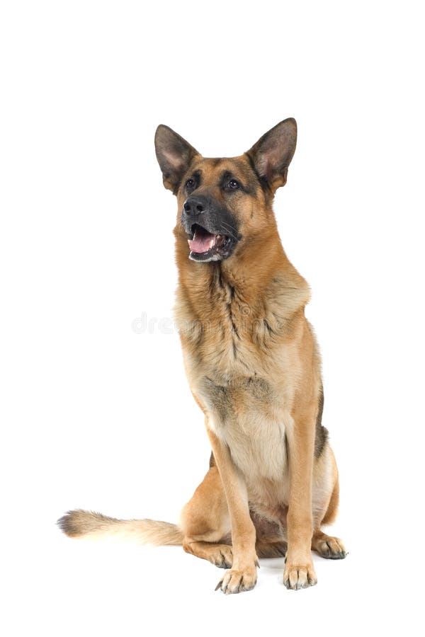 German Shepherd dog