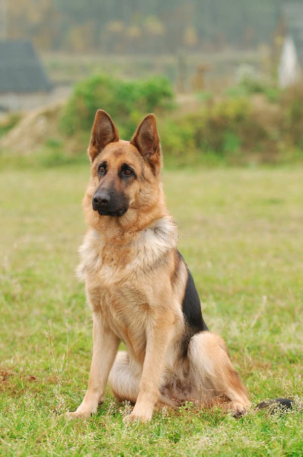 German shepherd dog