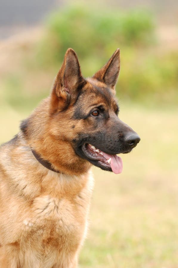 German shepherd dog