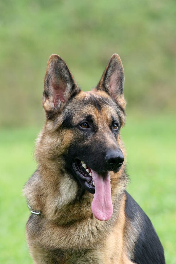 German shepherd dog