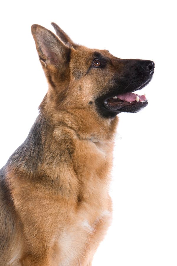 German Shepherd dog