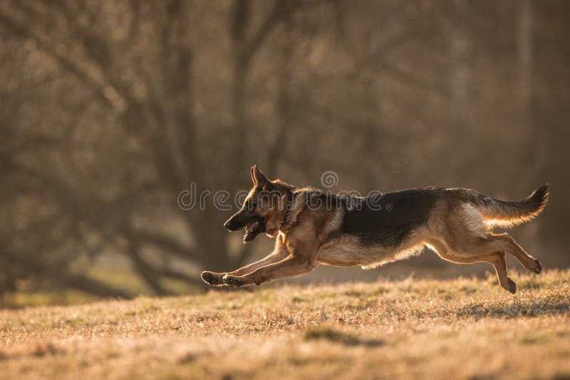 German Shepherd Dog