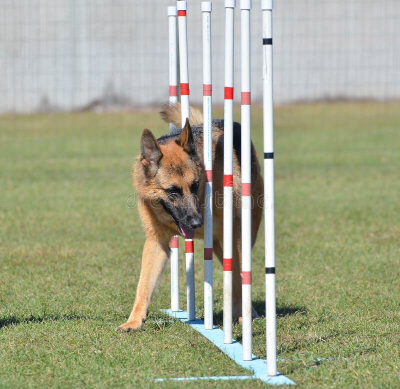 German Shepherd at a Dog Agility Trial Stock Image Image of pedigree