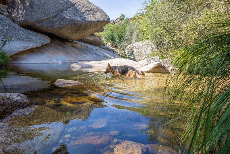 German shepherd dog bathing in water of river in Camorza Gorge