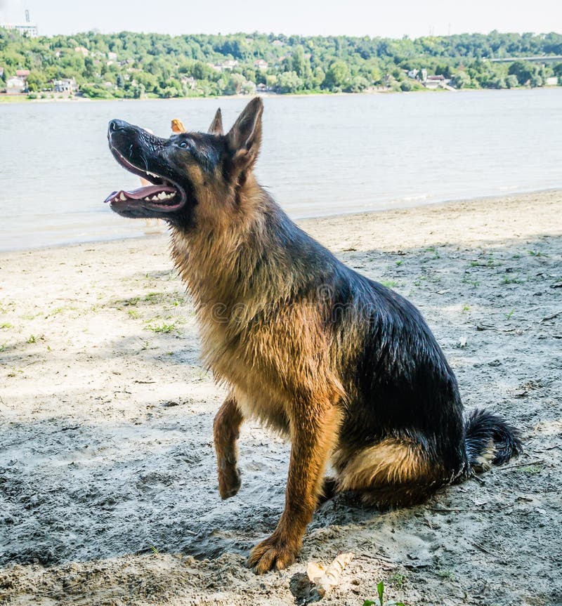 Novi Sad, Serbia - August 17. 2019: Portrait of a German Shepherd Stock ...