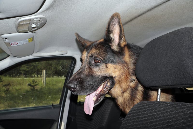 German Shepherd Dog is in a Car Stock Photo - Image of protection ...