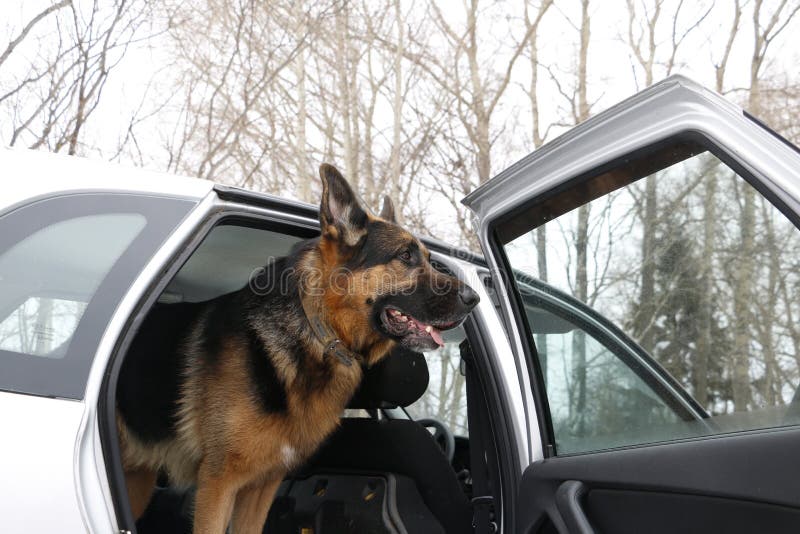 German Shepherd Dog in the Car Stock Image Image of travel, team 73890443