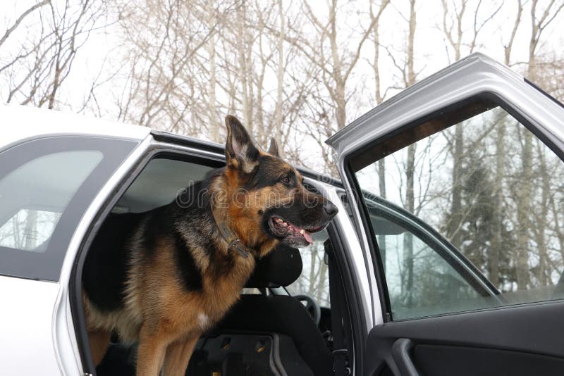 German Shepherd Dog in the Car Stock Image - Image of travel, team ...