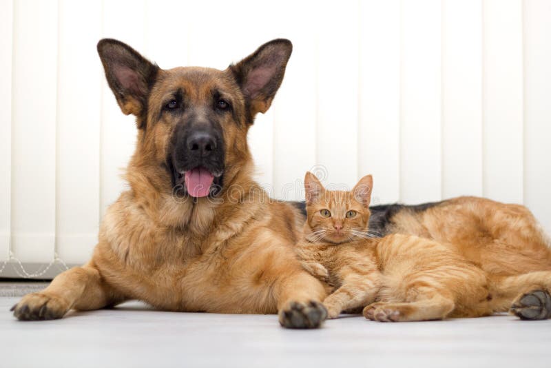 Chiudere un bellissimo gatto e cane insieme disteso sul pavimento.