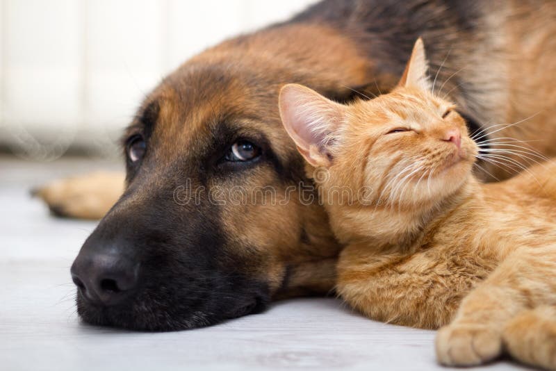 De cerca, gato a el perro común acostada sobre el piso.