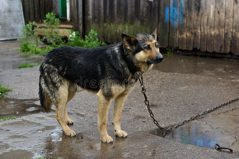 Can German Shepherds Get Sick In The Rain